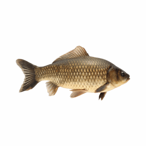 CARP