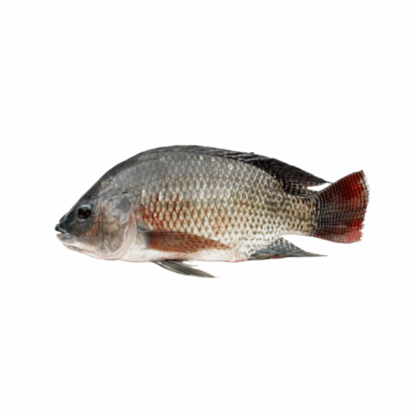 TILAPIA