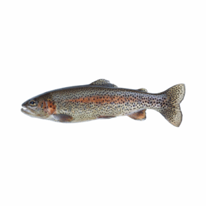 RAINBOW TROUT