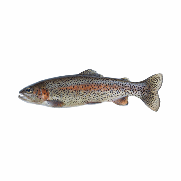 RAINBOW TROUT