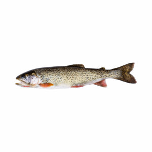 SALMON TROUT