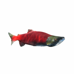 PACIFIC SALMON WILD