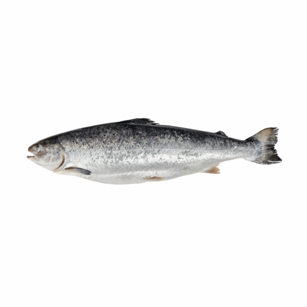 ATLANTIC SALMON
