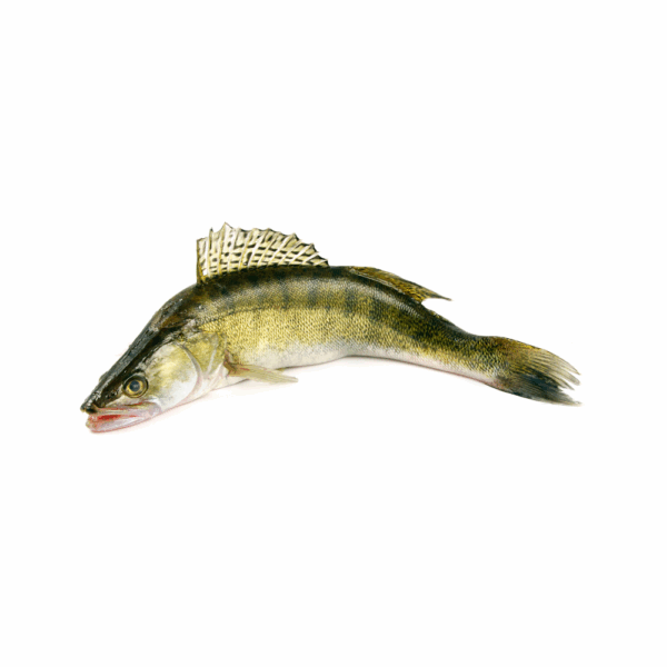PICKEREL
