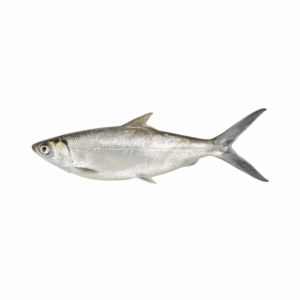 WHITE FISH