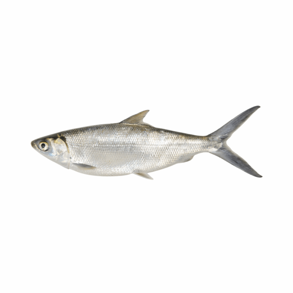 WHITE FISH