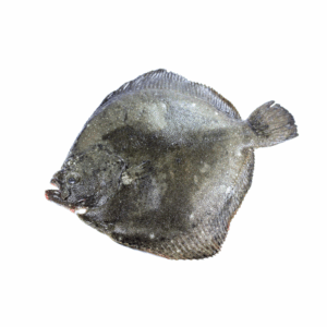 TURBOT