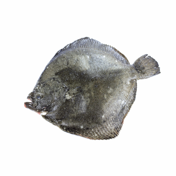 TURBOT