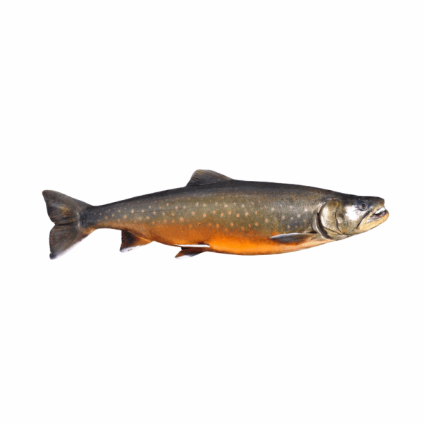 ARCTIC CHAR