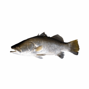 HALIBUT
